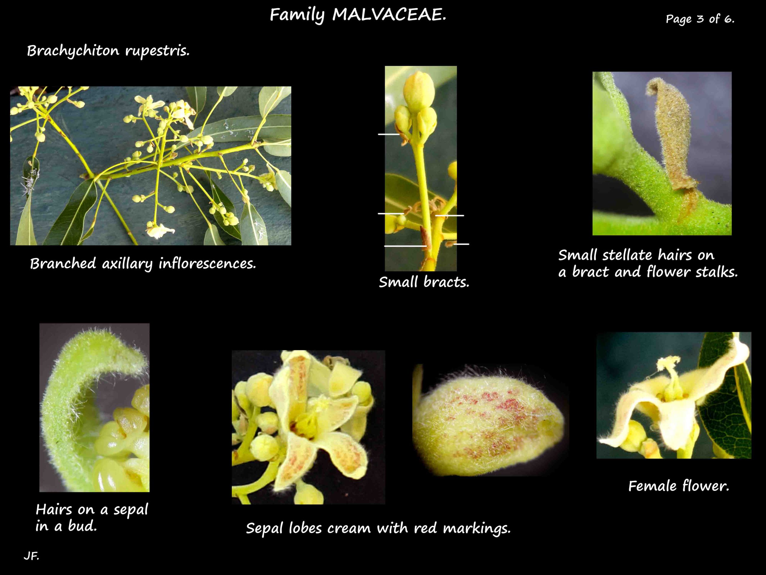 3 Flowers of Brachychiton rupestris